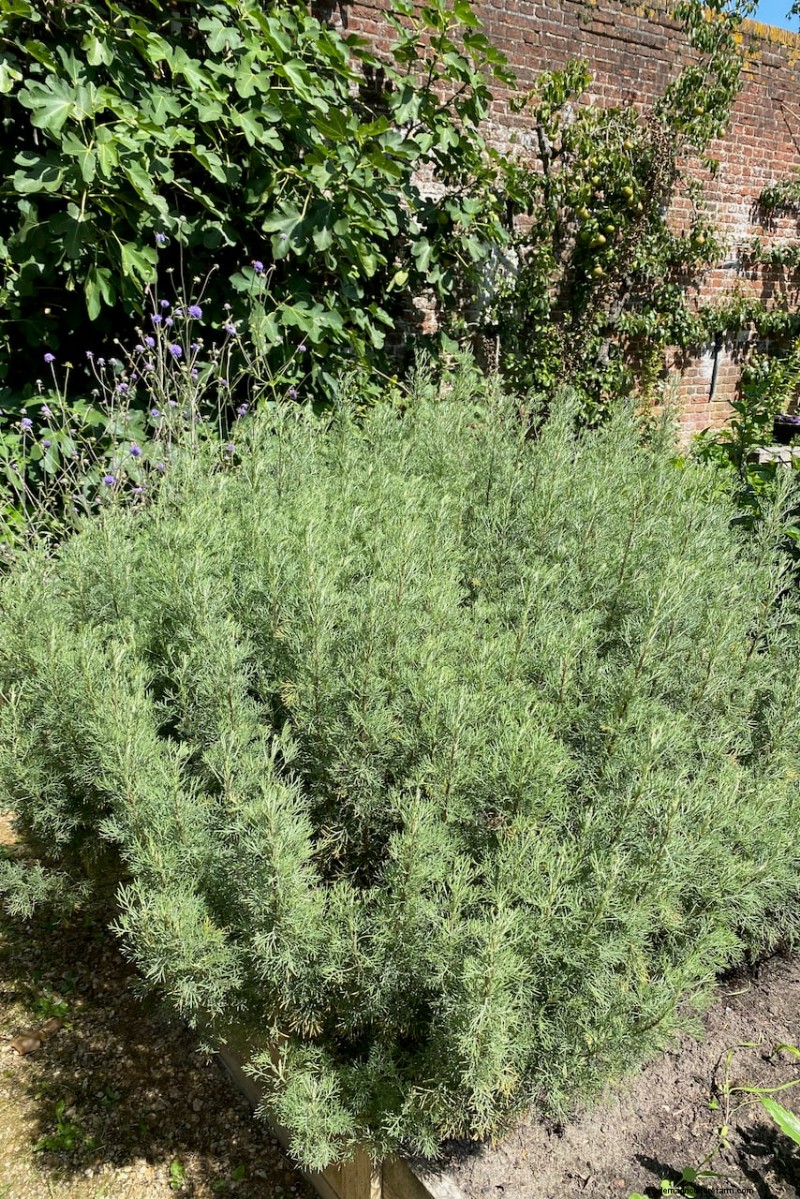 7 plantes fiables pour remplacer votre lavande en difficulté 