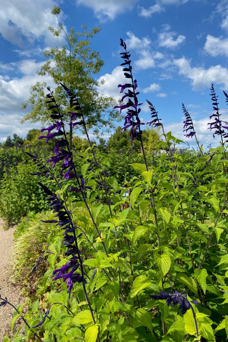 7 plantes fiables pour remplacer votre lavande en difficulté 