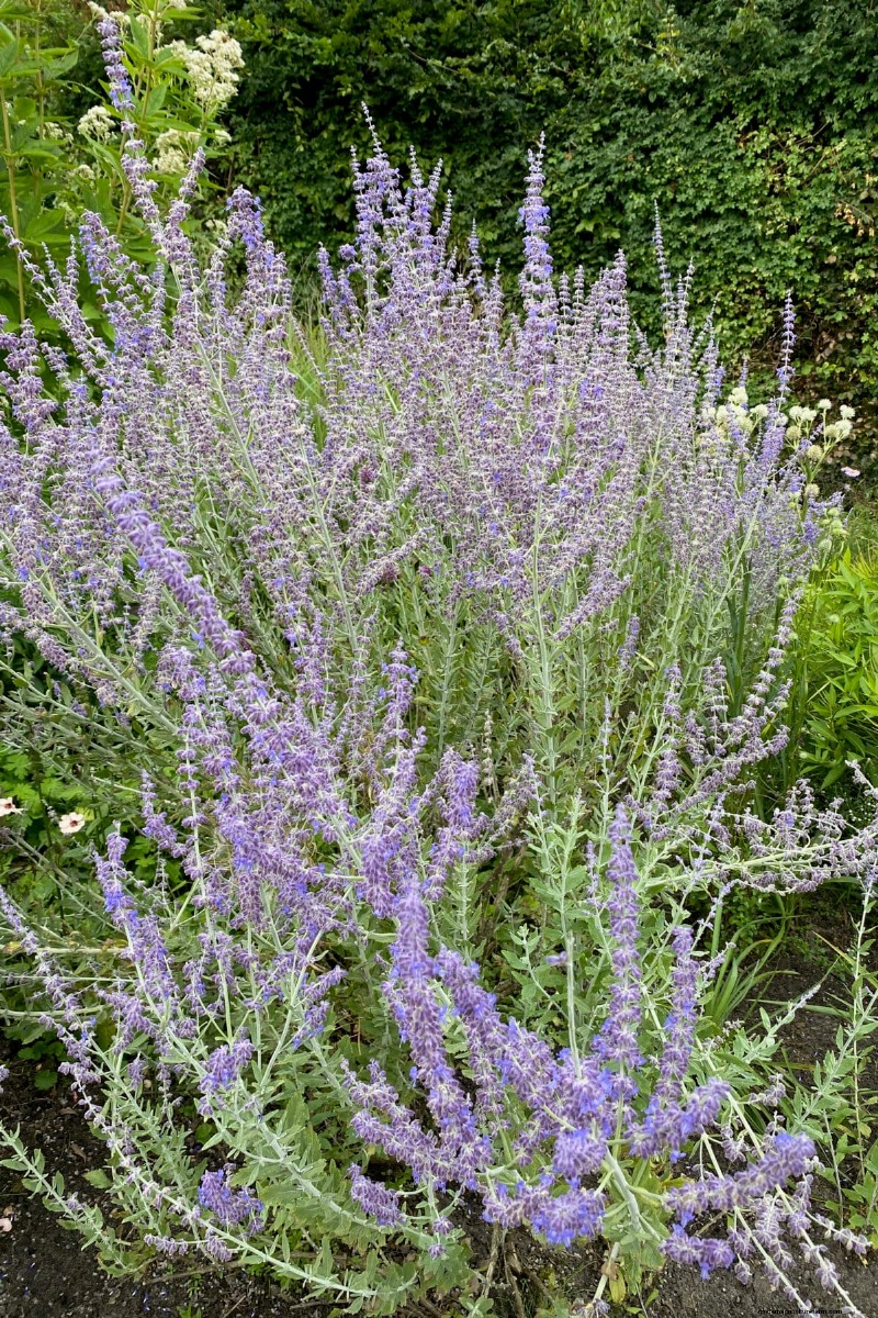 7 plantes fiables pour remplacer votre lavande en difficulté 