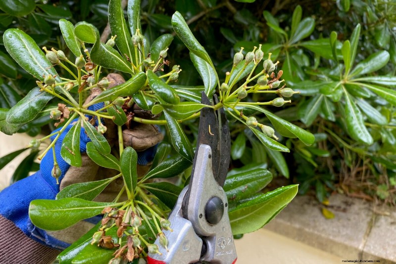 9 arbustes à fleurs qui bénéficient d’une taille à la fin du printemps 