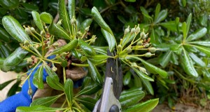 9 blommande buskar som drar nytta av beskärning på våren 