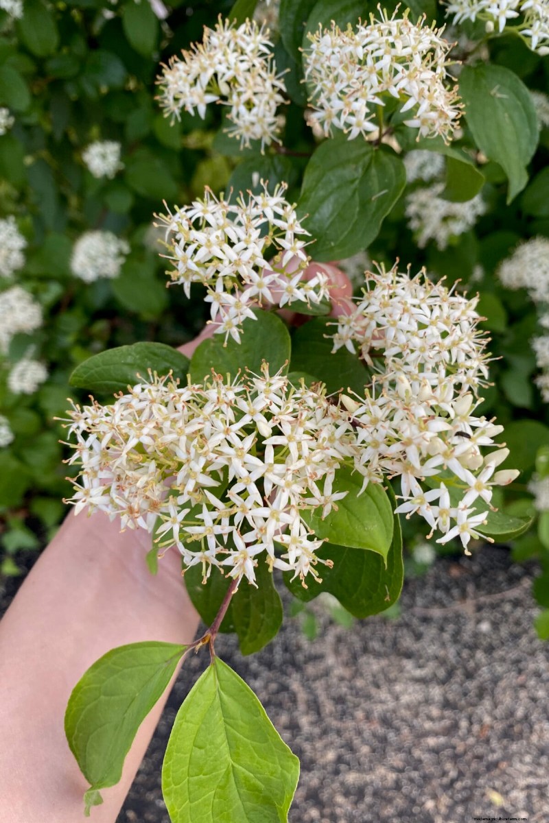 9 arbustes à fleurs qui bénéficient d’une taille à la fin du printemps 