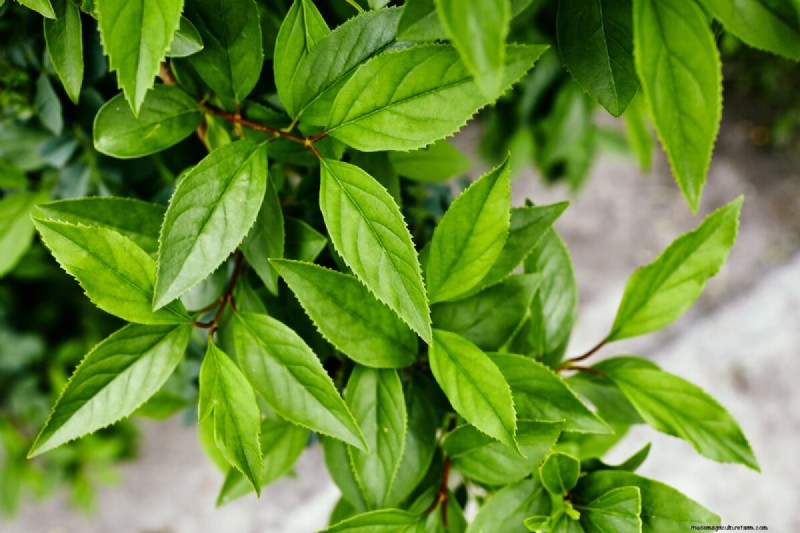 9 arbustes à fleurs qui bénéficient d’une taille à la fin du printemps 