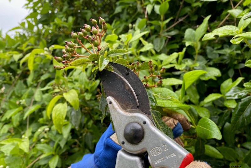 9 arbustes à fleurs qui bénéficient d’une taille à la fin du printemps 
