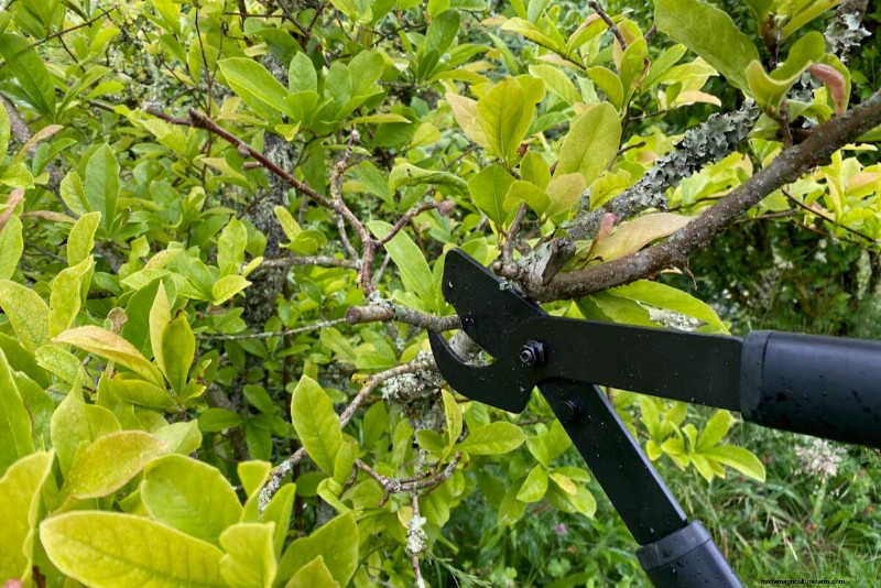 9 arbustes à fleurs qui bénéficient d’une taille à la fin du printemps 