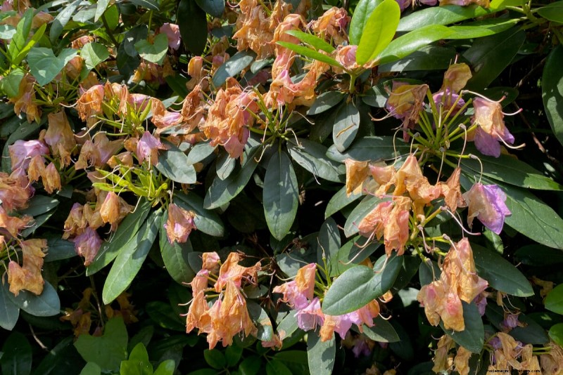 9 arbustes à fleurs qui bénéficient d’une taille à la fin du printemps 