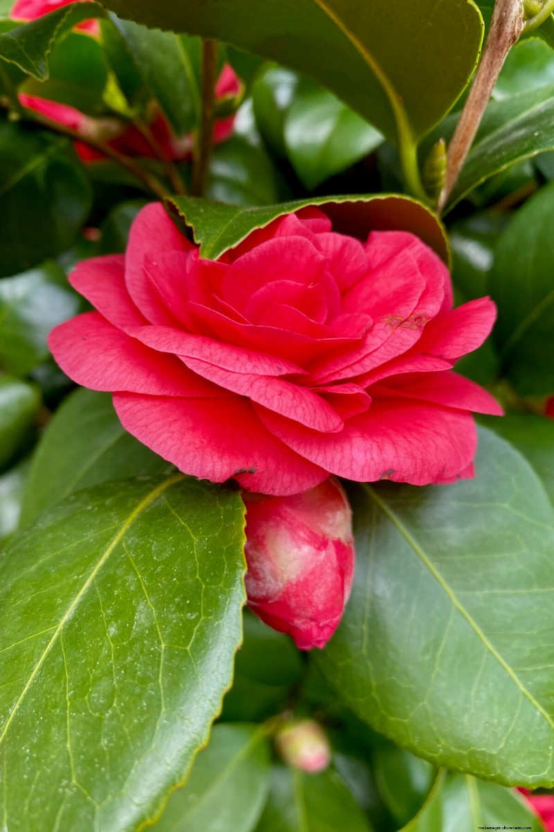 9 arbustes à fleurs qui bénéficient d’une taille à la fin du printemps 