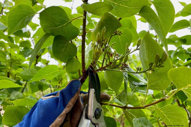 9 arbustes à fleurs qui bénéficient d’une taille à la fin du printemps 