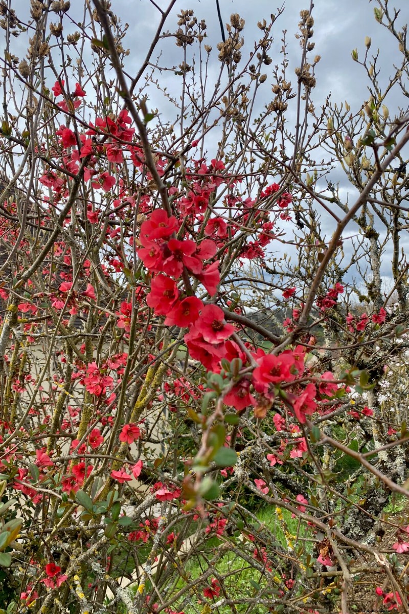 9 arbustes à fleurs qui bénéficient d’une taille à la fin du printemps 