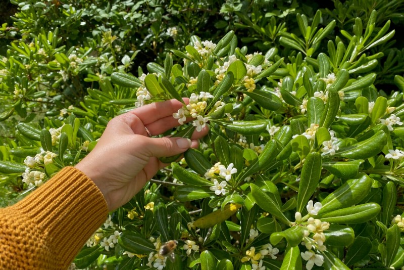 9 arbustes à fleurs qui bénéficient d’une taille à la fin du printemps 