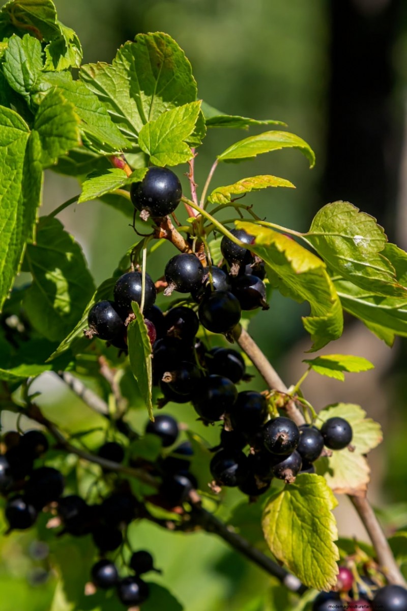 8 arbustes comestibles pour une haie d’intimité fruitière 