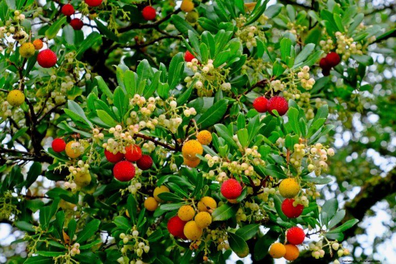 8 arbustes comestibles pour une haie d’intimité fruitière 