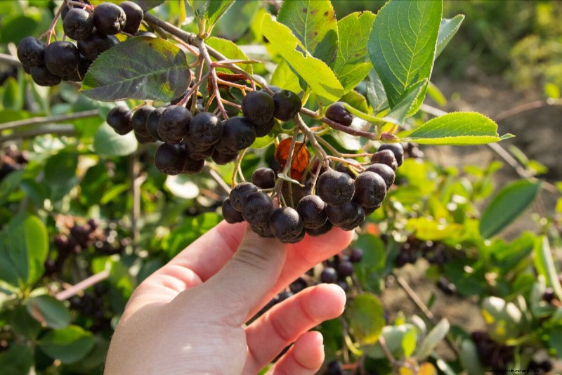 8 arbustes comestibles pour une haie d’intimité fruitière 