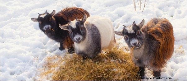 Uw tuinseizoen verlengen:wintertuinieren en dierenverzorging bij koud weer