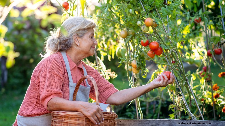 Verander een oude tomatenkooi in een milieuvriendelijk ongediertebestrijdingssysteem 