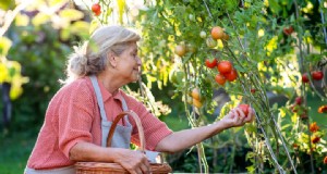 Verander een oude tomatenkooi in een milieuvriendelijk ongediertebestrijdingssysteem 