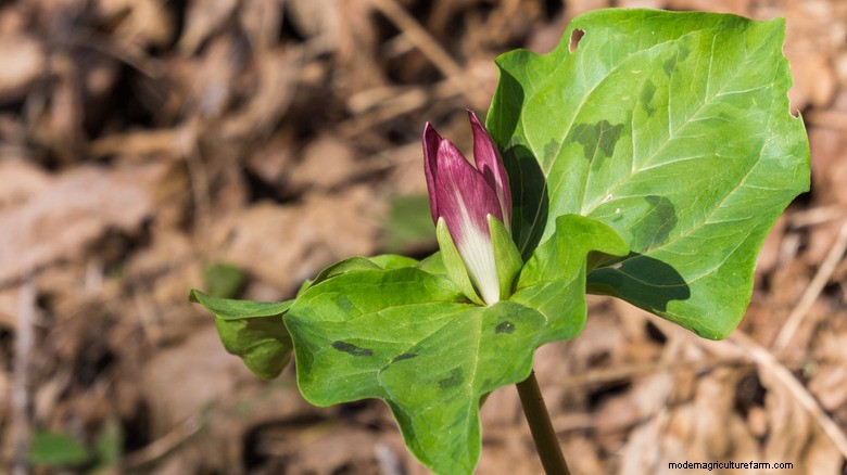 Élevez votre jardin d ombre avec du trille géant :de superbes fleurs violettes au-delà des hostas 