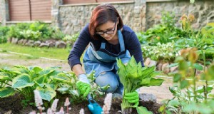 Verhoog uw schaduwtuin met gigantische Trillium:verbluffende paarse bloemen voorbij hosta s 