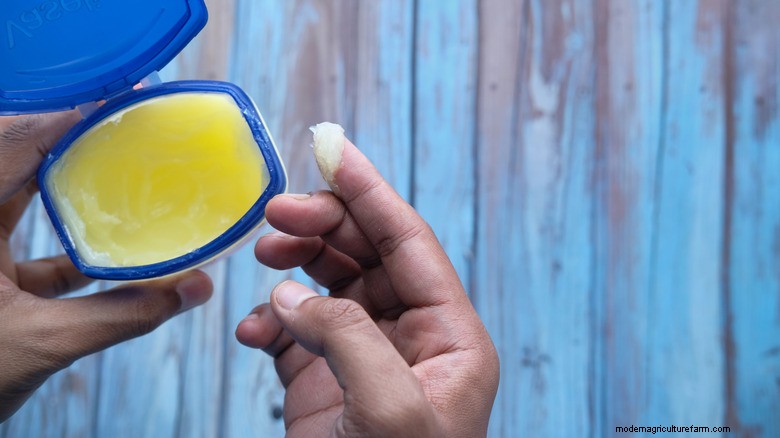 Gardez les limaces et les escargots hors des plates-bandes surélevées avec de la vaseline de votre armoire à pharmacie 
