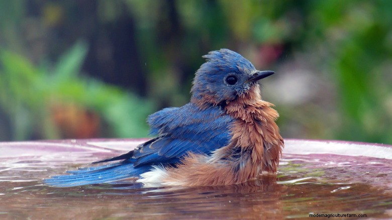 Amazon Prime Day :16 % de réduction sur une mangeoire à oiseaux et une baignoire en verre élégantes qui servent également de décoration 
