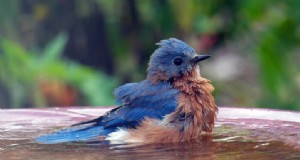 Amazon Prime Day:16% de descuento en un elegante comedero y baño para pájaros de vidrio que también sirve como decoración 