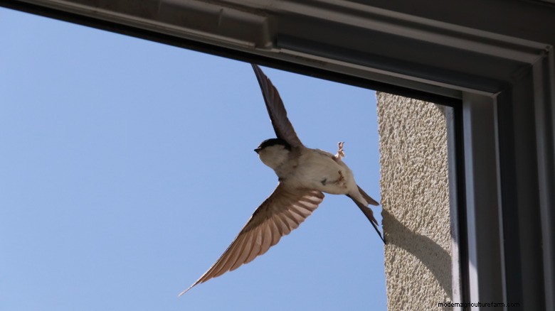 Empêchez les oiseaux de s écraser sur Windows avec une simple astuce de stylet 