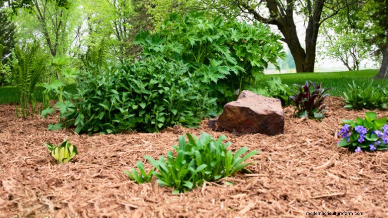 Pourquoi les copeaux de bois surpassent les tissus paysagers en plastique :une solution de contrôle des mauvaises herbes durable et nécessitant peu d entretien 