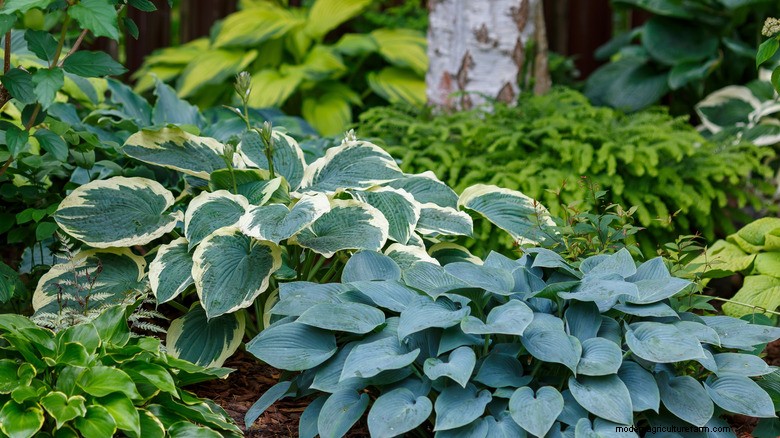 Associez des bégonias à des hostas pour 10 fois la beauté tout au long de l été 