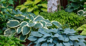 Combineer begonia s met hosta s voor 10× schoonheid de hele zomer lang 
