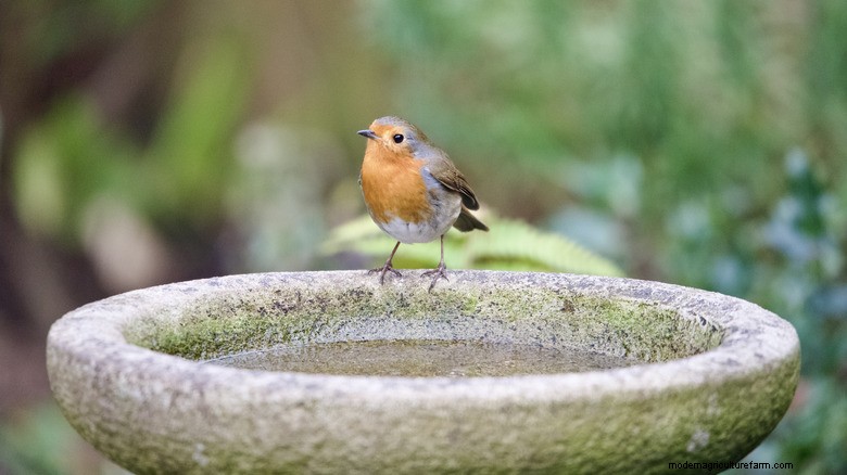 Révolutionnez l observation de la faune dans votre jardin avec des bains d oiseaux intelligents 