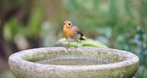 Breng een revolutie teweeg in het observeren van wilde dieren in de achtertuin met slimme vogelbaden 