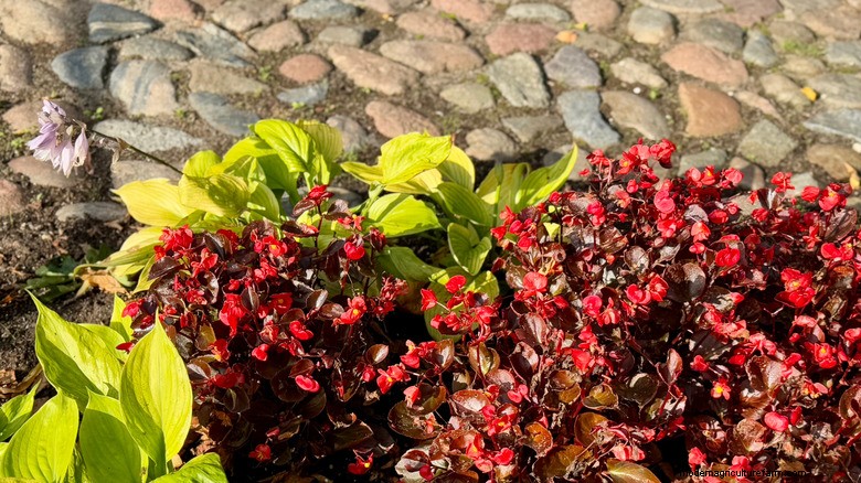 Associez des bégonias à des hostas pour 10 fois la beauté tout au long de l été 