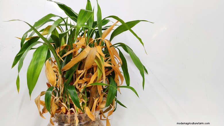 Lucky Bamboo :Comment faire revivre rapidement une plante en décomposition 