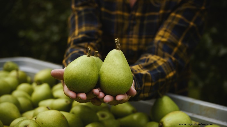 Pourquoi les poires restent-elles dures ? Avis d experts sur la récolte, le refroidissement et la maturation 