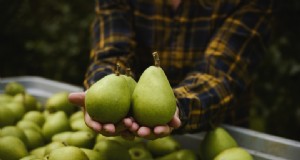 Warum bleiben Birnen hart? Experteneinblicke zum Ernten, Kühlen und Reifen 