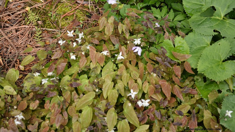 Au-delà des Hostas :Epimedium (Barrenwort) – Le couvre-sol ombragé idéal 