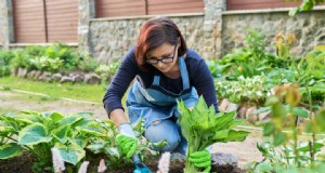 Beyond Hostas:Epimedium (Barrenwort) – De ideale schaduwbodembedekker 