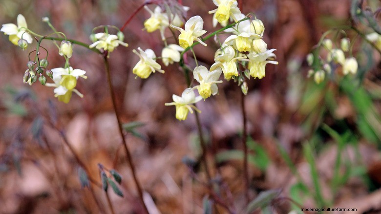 Au-delà des Hostas :Epimedium (Barrenwort) – Le couvre-sol ombragé idéal 