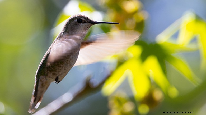 Chocolate Cosmos :un aimant colibri très efficace 