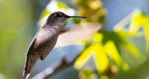 Cosmo di cioccolato:un magnete per colibrì altamente efficace 