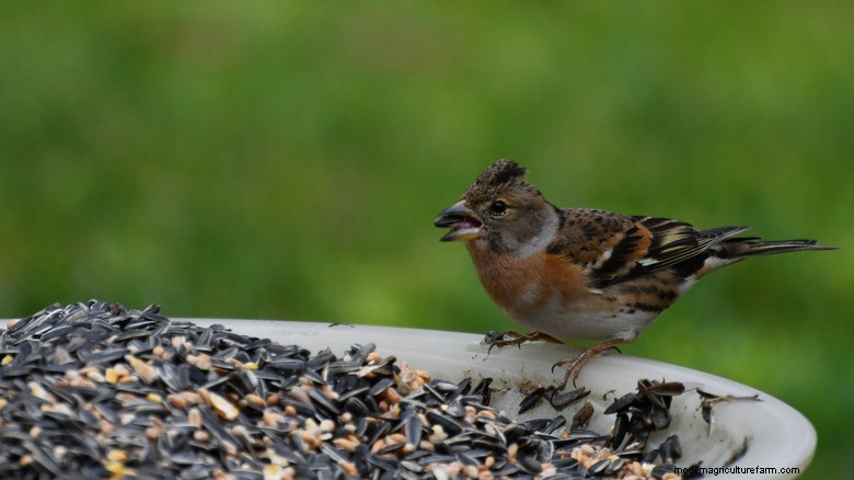 Élevez votre balcon avec un bain d oiseaux et une mangeoire compacts montés sur terrasse 