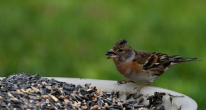 Eleve su balcón con un bebedero y comedero para pájaros compacto montado en la terraza 