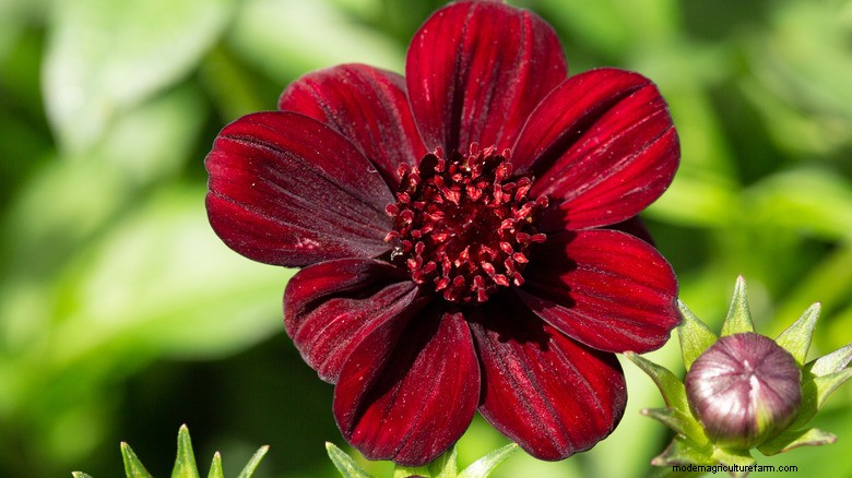 Chocolate Cosmos :un aimant colibri très efficace 