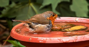 Turn an Old Stool Into a Charming DIY Birdbath