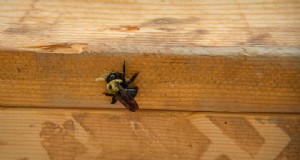 Modi naturali per tenere lontane le api carpentiere utilizzando repellenti profumati fai-da-te 