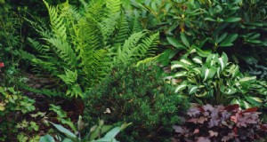 Illumina i giardini all ombra con la primula:un alternativa perenne colorata a hosta e felci 