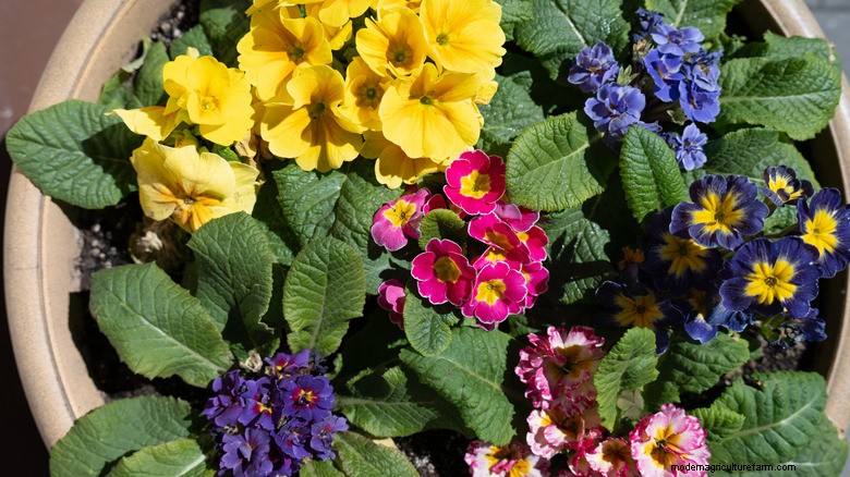 Illumina i giardini all ombra con la primula:un alternativa perenne colorata a hosta e felci 