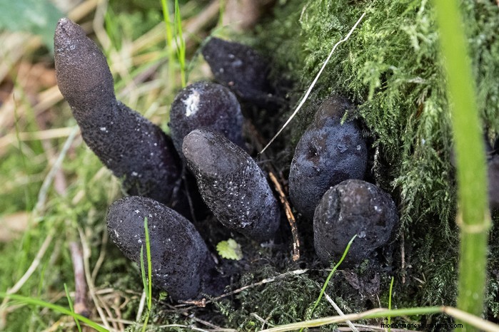 13 växter med lekfullt provocerande namn som överraskade även experter 