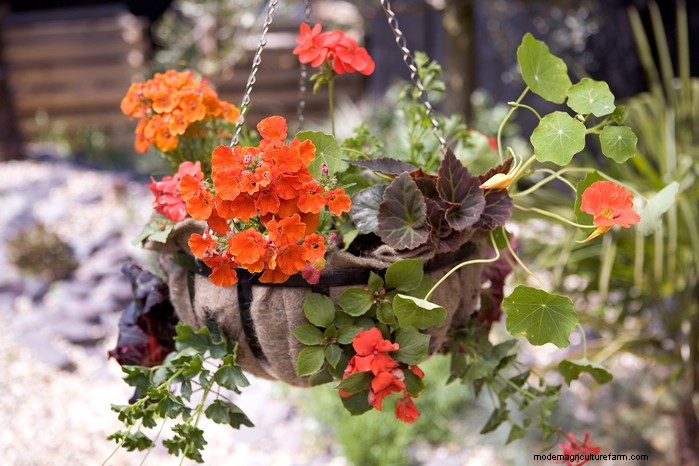 Hur man växer och tar hand om nasturtiums:En komplett guide 