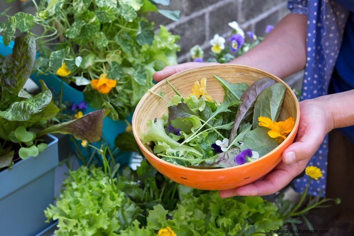 Hur man växer och tar hand om nasturtiums:En komplett guide 
